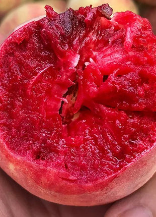Blood Peach Seeds