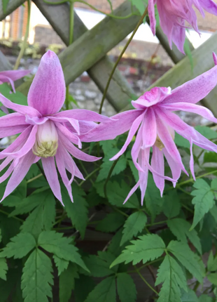 Clematis Macropetala