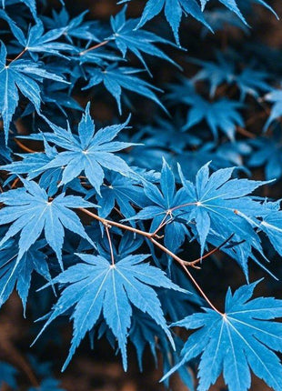 10pcs Rare Blue Japanese Ghost Maple Seeds – Unique Blue-Tinted Foliage for Elegant Bonsai & Gardens
