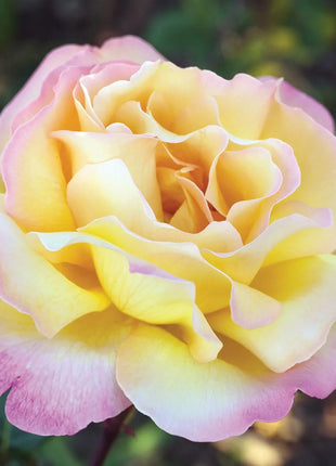 Peaceful Roses - The Messenger of Peace