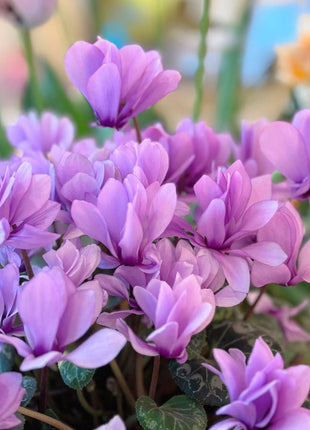 Cyclamen Flower Seeds