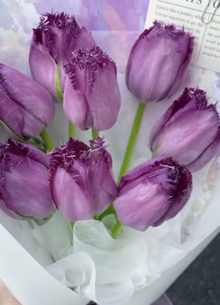 Bonsai Rare Color Tulip Seeds