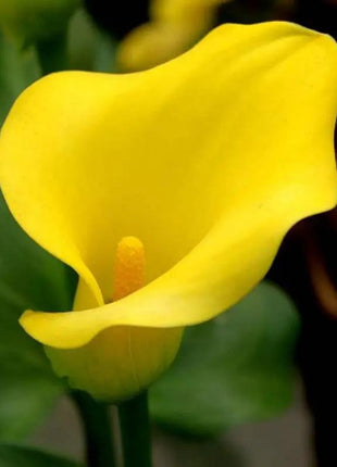 Egrow 50 PCS Calla Lily Seeds Garden Balcony Potted Perennial Flower Seeds Bonsai Ivy Flowers