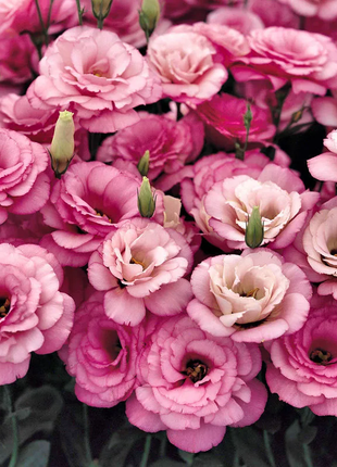 💐Lisianthus - A Sincere and Immutable Love