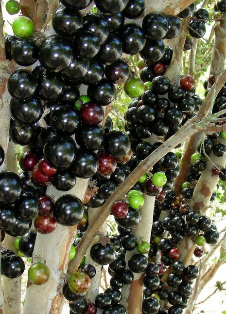 Jabuticaba-Plinia cauliflora-Tree Grape Seeds