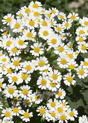 🌼Insect Killers: Pyrethrum Daisy Seeds