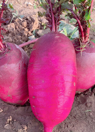 Pineapple Fruit Radish Seeds🥕