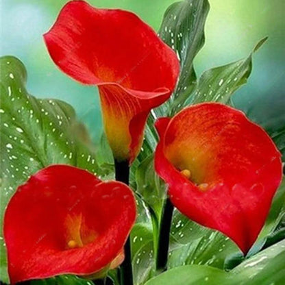 Egrow 50 PCS Calla Lily Seeds Garden Balcony Potted Perennial Flower Seeds Bonsai Ivy Flowers