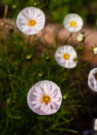 COSMOS CUPCAKE BLUSH FLOWER SEEDS