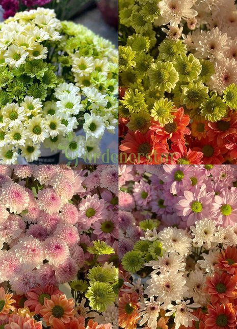 🌸Candy Chrysanthemum Seeds