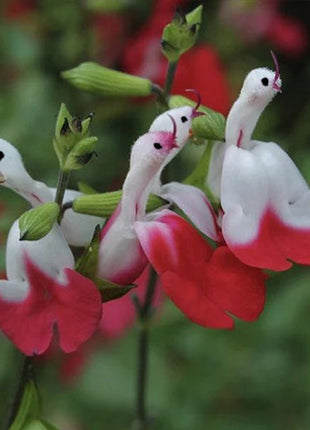 Salvia microphylla 'Hot Lips'