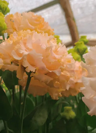 🌺Lisianthus – Sincere Love