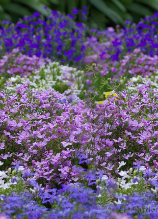 🌈Optimal Carpet Plant✨Creeping Lobelia Erinus Seeds