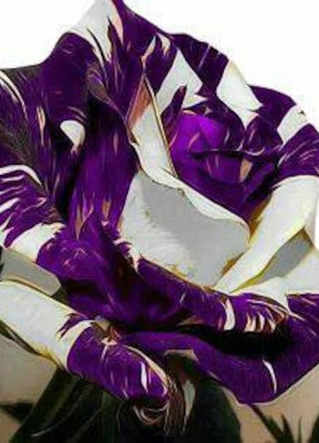 Purple white rose flower seeds