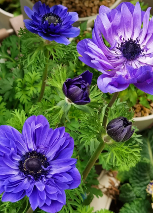 🌸Double Anemone Seeds