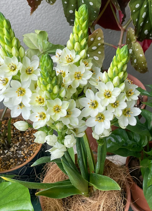 Ornithogalum 'Sonoran White'