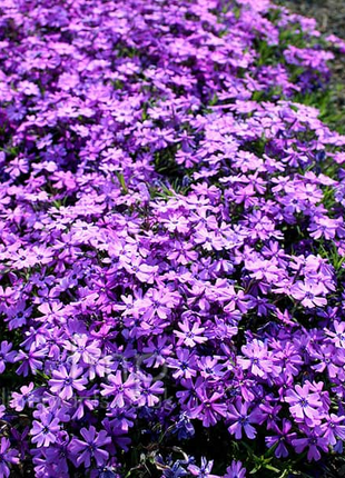 💐Vibrant Tapestry of Color ✨Creeping Phlox Seeds, Shibazakura Seeds