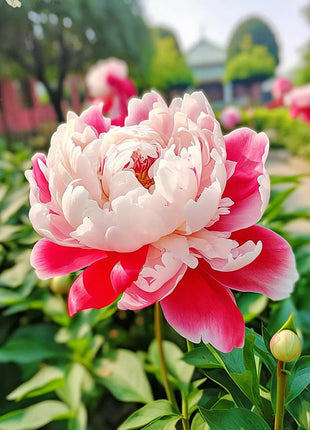 Black Beauty Peony Flower Seeds