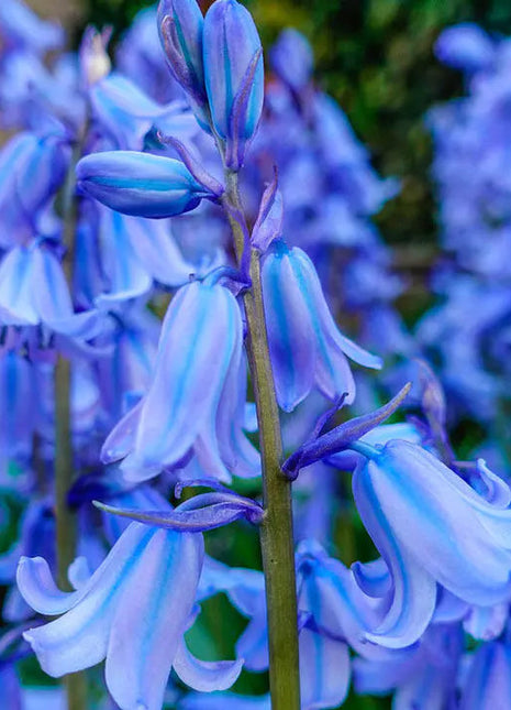 Spanish Bluebells Flower Seeds