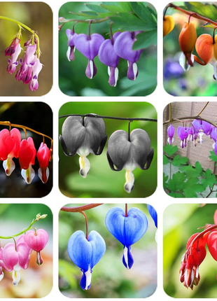 Ocean Bleeding Heart Seeds ~ Dicentra Spectabilis ~ Gifts ~ Grow Your Own ~ Spring Flowers