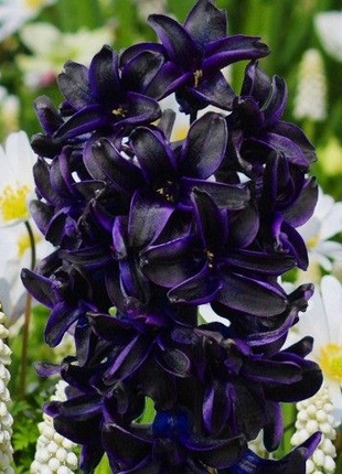 Hyacinth Dark Dimension