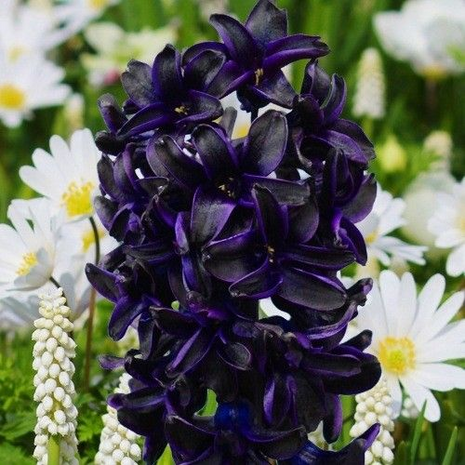 Hyacinth Dark Dimension