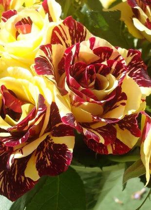 Tea Rose 'Dragon Tiger' Seeds