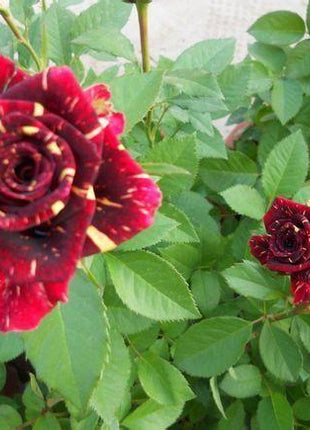 20 Pcs/bag Meteor shower rose