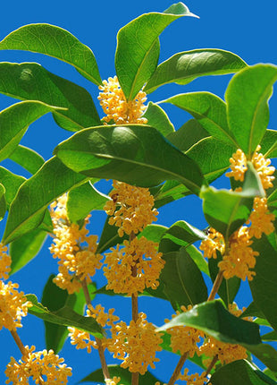 Four Seasons Osmanthus Tree Seeds