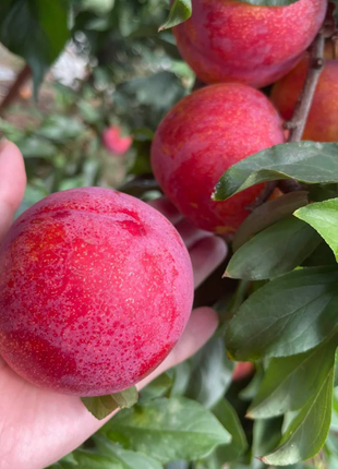 Dahongpao Plum Seeds