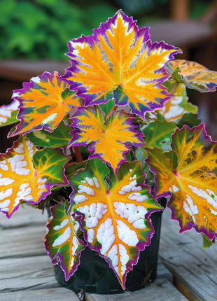 Golden Twilight Begonia