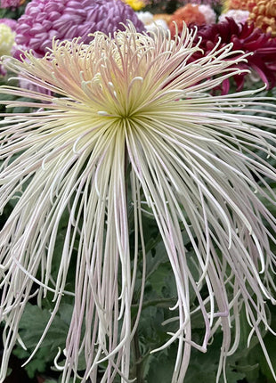 Rare Golden Chrysanthemum Seeds-Longevity Flower💞