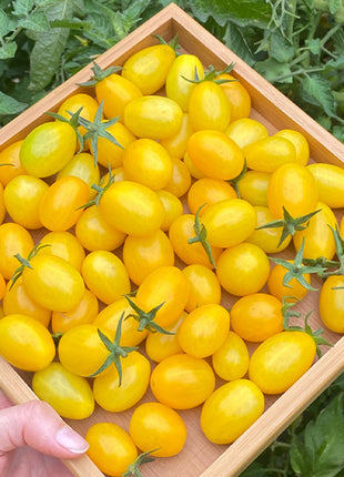 Patio Choice Yellow Cherry Tomato Seeds