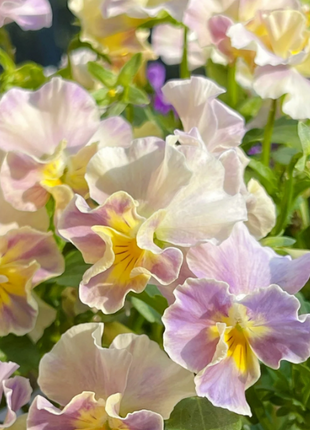 💐 Pansy Winter Elf Series - I Miss You Endlessly