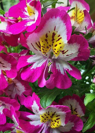 BUTTERFLY FLOWER - ANGEL WINGS MIX