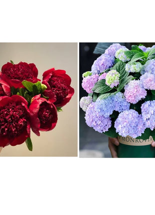 🔥LAST DAY 45% OFF🌺THE QUEEN OF FLOWERS—DOUBLE PETALED PIANI