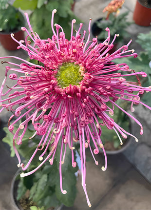 Rare Golden Chrysanthemum Seeds-Longevity Flower💞