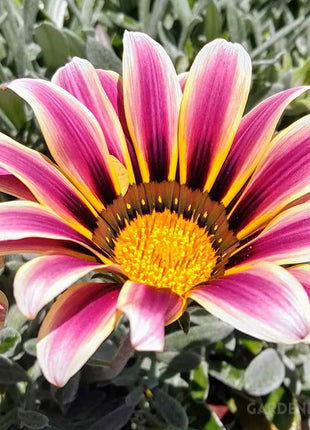 Medal Chrysanthemum Seeds - Flower of Glory