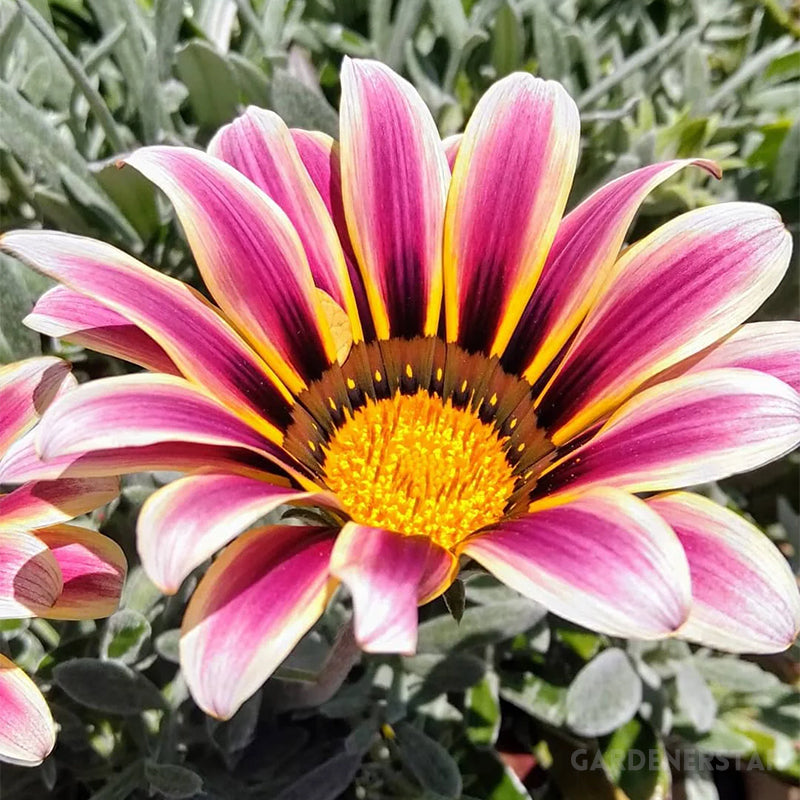 Medal Chrysanthemum Seeds - Flower of Glory