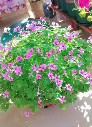 Oxalis Triangularis Green Shamrock Good Luck Plant Bulbs