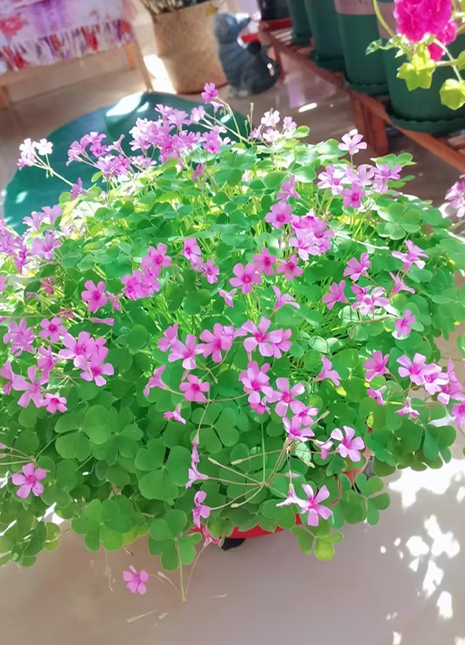 Oxalis Triangularis Green Shamrock Good Luck Plant Bulbs