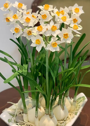 Daffodil Bulbs - All Star Mix