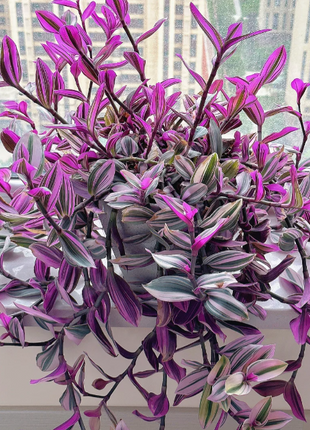 💐Oil Painting Wedding Orchid—Symbol Of Eternity