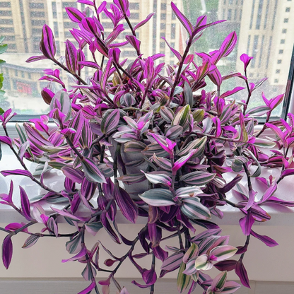 💐Oil Painting Wedding Orchid—Symbol Of Eternity