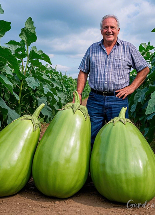 Giant Green Eggplant Seeds 🍆💚