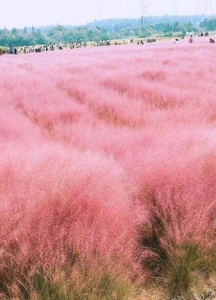 100Pcs Muhlenbergia Capillaris