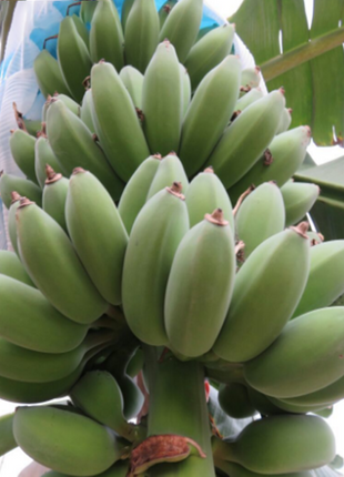 Drawf Banana Seeds