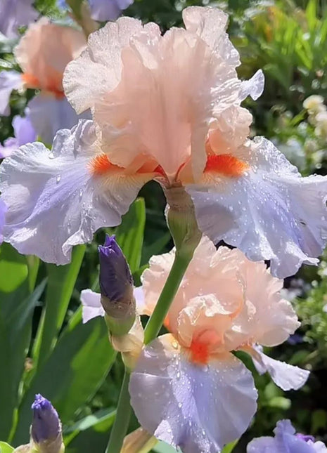Iris Germanica 'French Cancan'