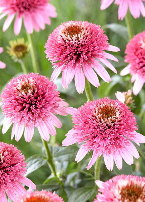 Echinacea Butterfly Kisses (Coneflower)