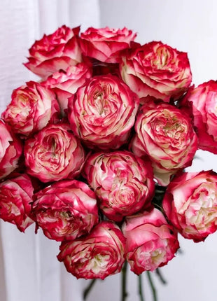 Rare Multi-color Roses-Apple Jack Seeds